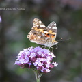 painted lady (Cynthia cardui) Kenneth Noble